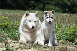 SIBERIAN HUSKY 346